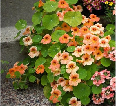 Nasturtium Vesuvius 